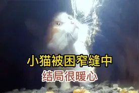 小猫被困窄缝中，头太大出不来，幸亏小学生喂它，结局让人暖心！