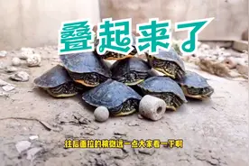 【乌龟】天气不错，黄耳龟们叠在一起，看着很有有趣啊视频封面