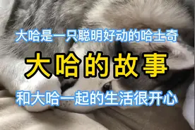 狗狗哈士奇大哈的故事，大哈是一只聪明好动的毛孩子视频封面
