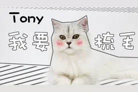 给猫咪梳毛很麻烦？铲屎官只要找对技巧，就能用一把梳子征服猫咪