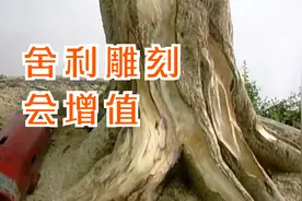 舍利雕刻让直干盆景玩出苍劲老辣的味道，商品盆景就要这么玩视频封面