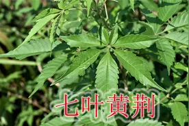农村的七叶黄荆根是个宝，煮水又名“祛湿草”，不少网友拜托寻找视频封面