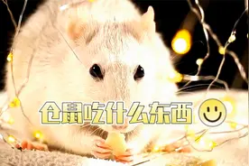 仓鼠惹人喜爱，但饲养仓鼠也不是简单的事，那仓鼠吃什么东西？视频封面
