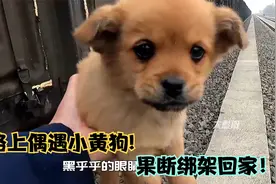 路上偶遇一只小黄狗，模样可爱极了，果断带它回家！视频封面