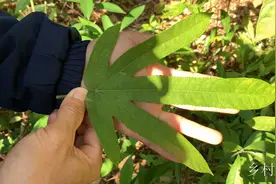 五指毛桃又叫五爪金龙，十分珍贵，究竟有什么用途呢，你知道吗视频封面