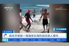 追咬儿童被驱赶又袭击一游泳女子！南非海滩发生海豹伤人事件视频封面