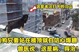 狗狗只要站在楼顶，就感觉自己是山大王，兽医分析：这是病！视频封面