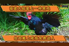福建大叔爱上一种黑鸡，给鸡戴戒指还免费送，背后原因获国家赞赏视频封面