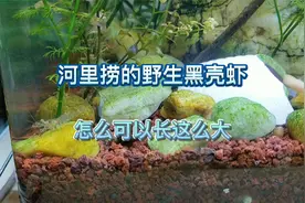 小河里捞的野生黑壳虾居然能长到这么大，我缸里的孔雀鱼又遇害了视频封面