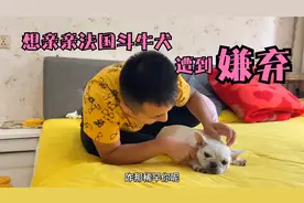 小伙太孤单，非要抱着小法斗到床上一起睡，遭到了小法斗的嫌弃。