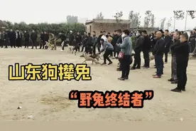 实拍山东狗撵兔，“猎兔终结者”一上场风采依旧，现场精彩不断视频封面