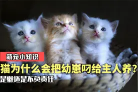 为何猫妈妈生产过后，把幼崽叼到主人面前，就不管小猫咪的死活了视频封面