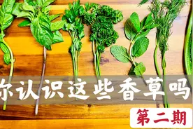 【识别香草第二弹】继续带大家认识罗勒，欧芹，薄荷，莳萝和刺芹