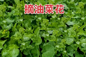 油菜花可以吃了，菜心又肥又嫩，打火锅和清炒都很好吃！视频封面