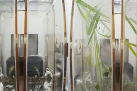 问天舱搭载的植物满月了！高杆水稻窜长30厘米 拟南芥长势喜人视频封面