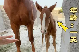 刚出生一天的小马驹，软绵绵的，跟着妈妈吃奶