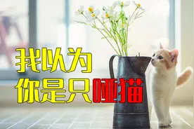 我以为买回来的是一只哑猫