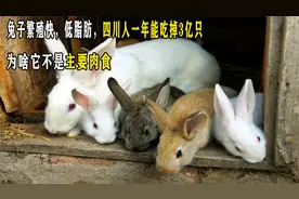 兔子繁殖快，低脂肪，四川人一年能吃掉3亿只，为啥不是主要肉食视频封面