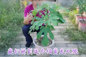 品种系列之：“伯爵夫人”无花果，高贵与口感并存？是否高冷视频封面