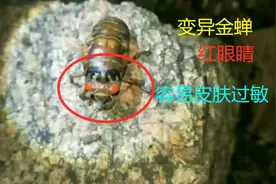 夏季来临，变异金蝉导致皮肤过敏，红眼睛的不要吃。