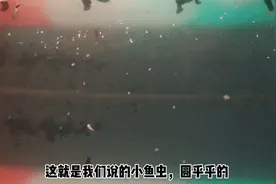 鱼缸内发现小鱼虫或者小螺、鱼虱子，想要清除怎么办？视频封面