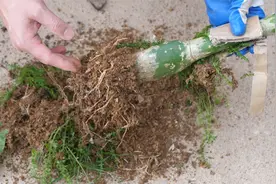 春季换盆仙人掌配土是关键，后期不烂根服盆快视频封面