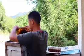 一窝剩100多只的一群蜜蜂，小伙拿个王给它，能繁殖起来吗？