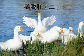 鹅脱肛（二）视频封面