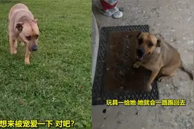 太心疼！邻居家狗狗每天找女子求摸摸，主人从未给它买过玩具视频封面