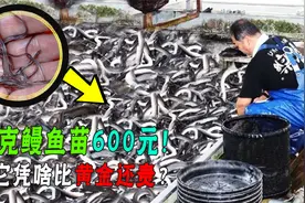 海中“软黄金”鳗鱼苗，一克卖600元！日本人为了它连走私都干！视频封面