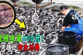 海中“软黄金”鳗鱼苗，一克卖600元！日本人为了它连走私都干！视频封面