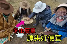 实拍冬虫夏草交易源头，藏族人挖出来立刻收购，很便宜一点也不贵