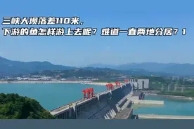三峡大坝落差110米，下游的鱼怎样游上去呢？难道一直两地分居？1视频封面