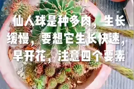 仙人球是种多肉，生长缓慢，要想它生长快速早开花，注意四个要素视频封面
