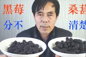 老杨对比试吃：黑莓和桑葚 外观相似傻傻分不清楚  究竟哪个好吃视频封面