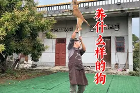 养大狗好还是养小狗好？看训犬师的不同见解，分析其中缘由