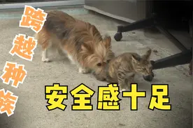 狗狗保护受伤猫咪，跨越种族的感情，安全感让人羡慕！视频封面