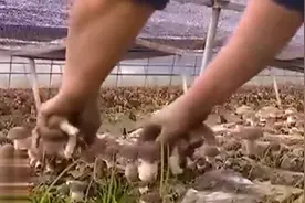 地栽蘑菇是从菌包里长出来的，所有的蘑菇看上去就像长在地上一样视频封面