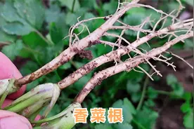 被丢掉的香菜根煮水喝功效厉害了，三大功效值得你了解收藏视频封面