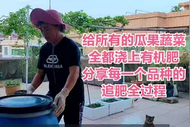 楼顶种菜：给所有瓜果蔬菜上有机肥，分享每一个品种的追肥全过程