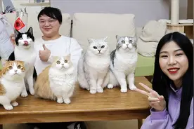 为和5只猫合拍，主人失败多次，最后终于...用上ps