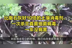比撒石灰好10倍的土壤消毒剂，一次杀灭真菌细菌病毒，一年没病害
