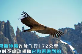 连续飞行172公里！5小时不扇一次翅膀，安第斯神鹰是怎样做到的？视频封面