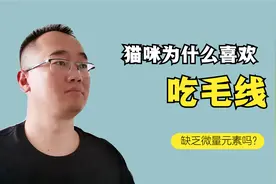 猫咪喜欢吃毛线，别再补充微量元素，这两点才是主人应该做的
