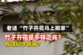 老话“竹子开花马上搬家”，竹子开花是不祥之兆？有啥科学依据？视频封面