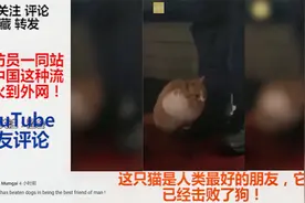 陪消防员一同站岗！中国这种流浪猫火到外网！YouTube网友评论视频封面