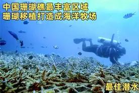 中国珊瑚礁最丰富区域，珊瑚移植打造成海洋牧场，最佳潜水观光地视频封面