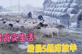 草原牧民真实生活啥样？凌晨5点天没亮放羊，冬季下200多只小羊羔