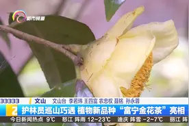 护林员巡山巧遇  植物新品种“富宁金花茶”亮相视频封面