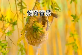 惊奇轻音乐--古今多少苍茫事，前车历历未能忘。——毛主席视频封面
